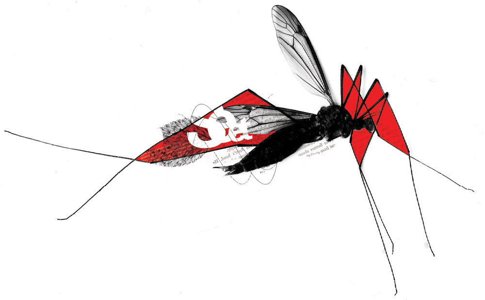 insect