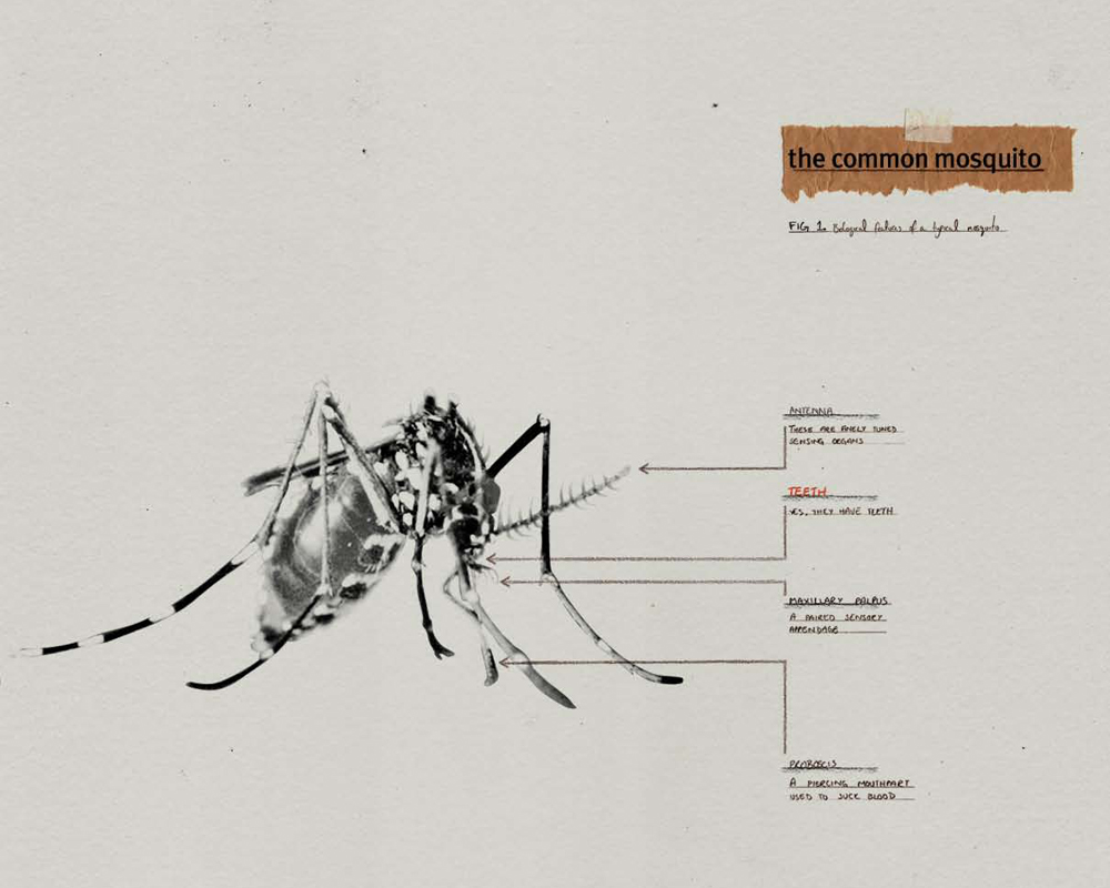 Mosquito