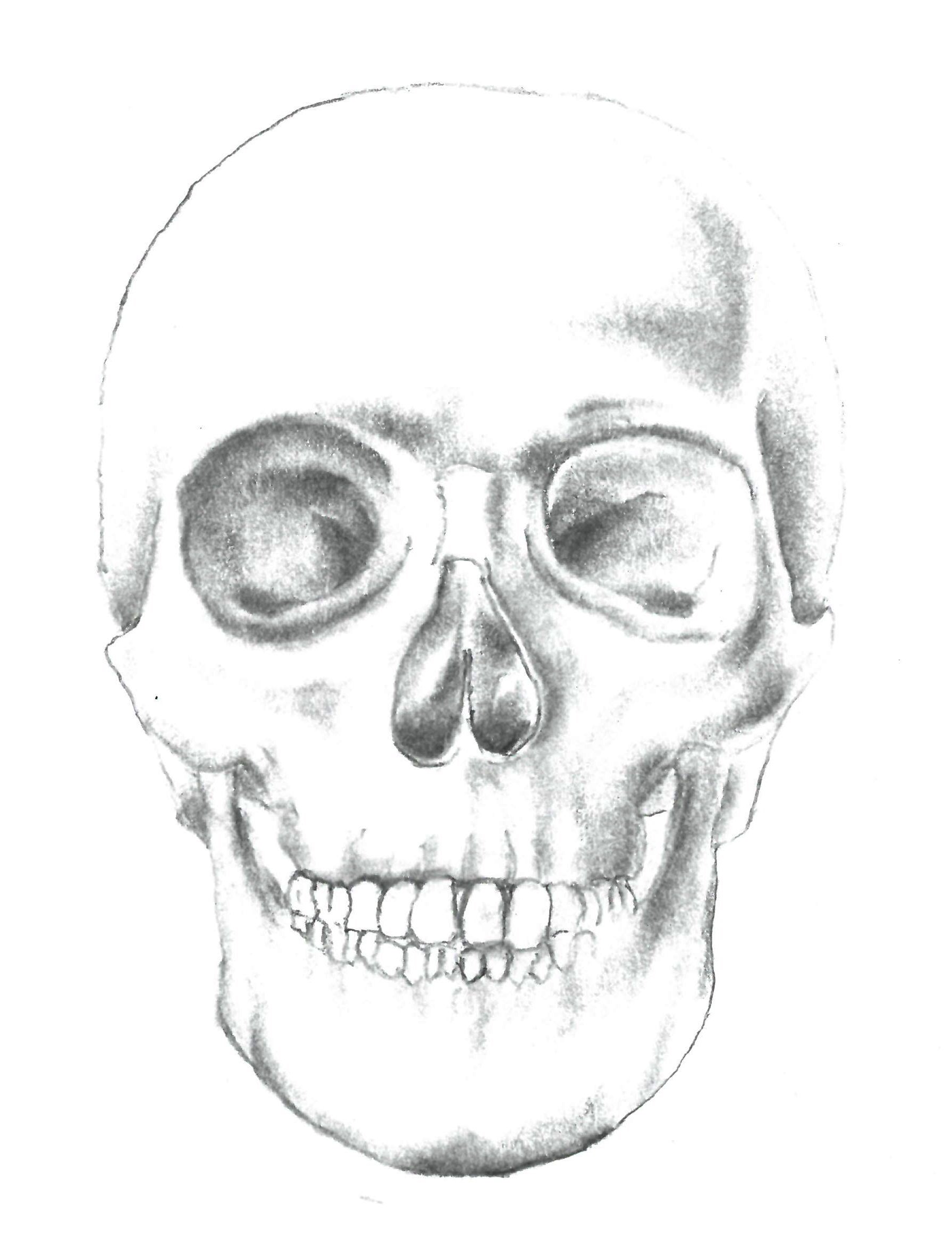 Skull