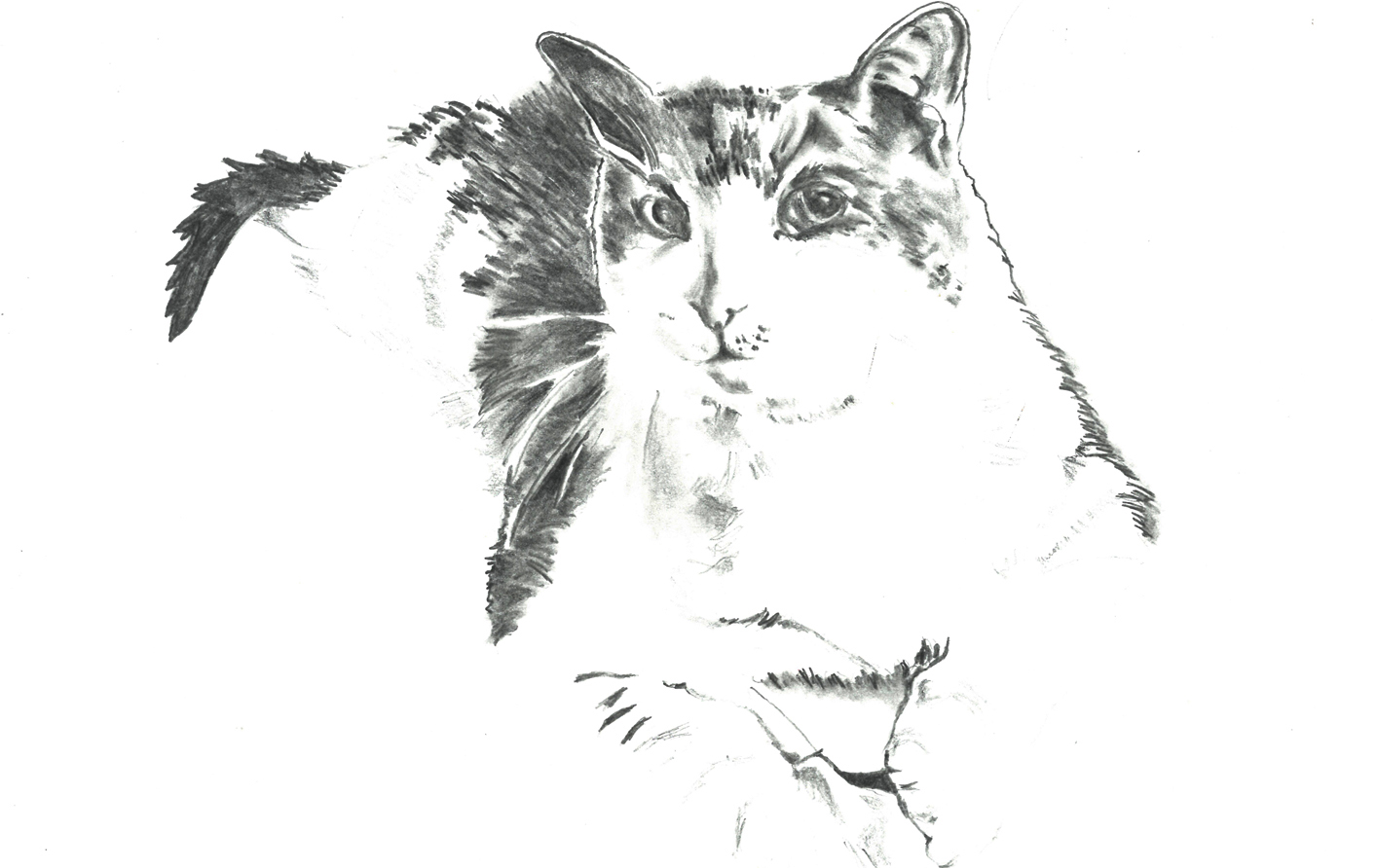 Marbles the Cat