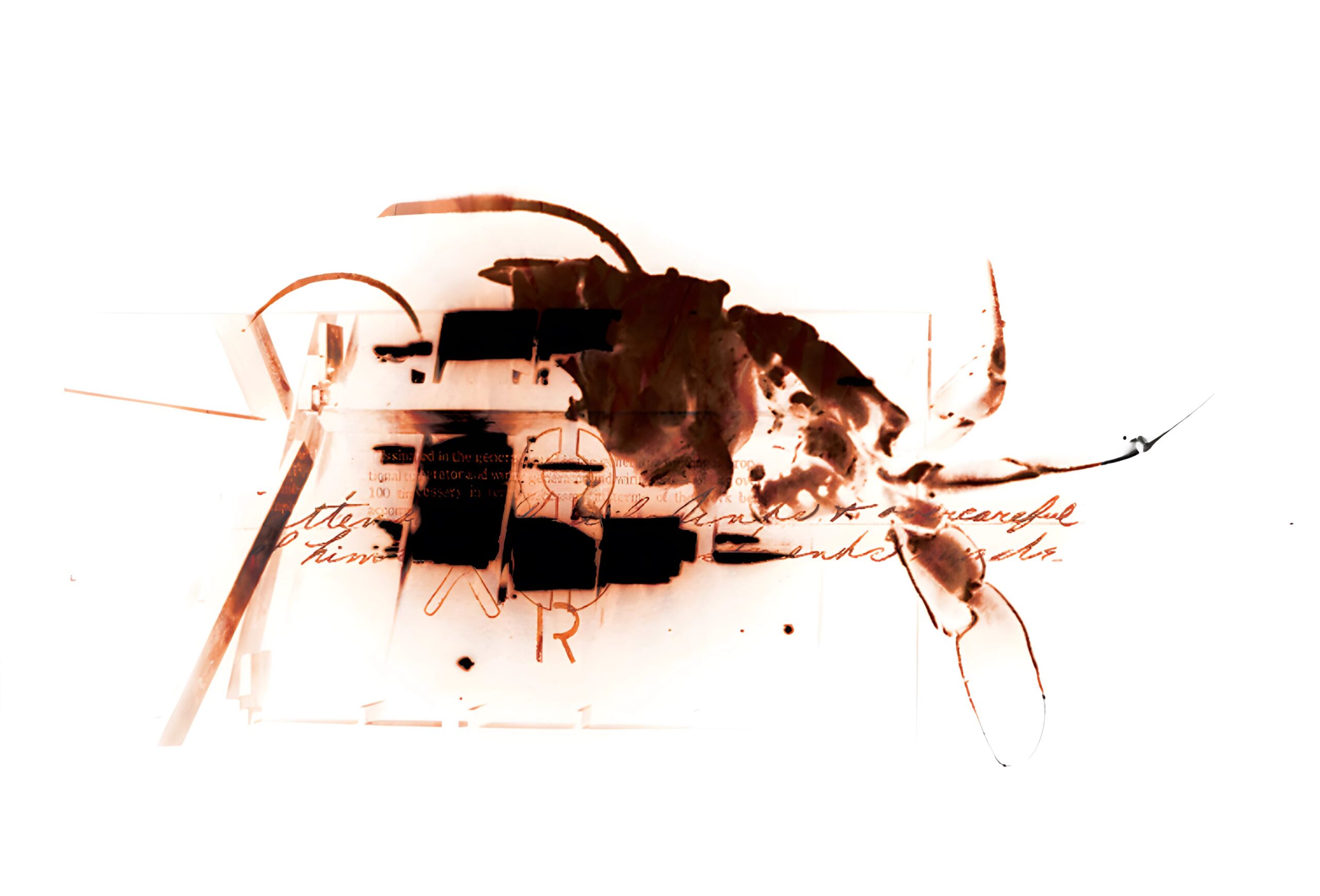 Crab